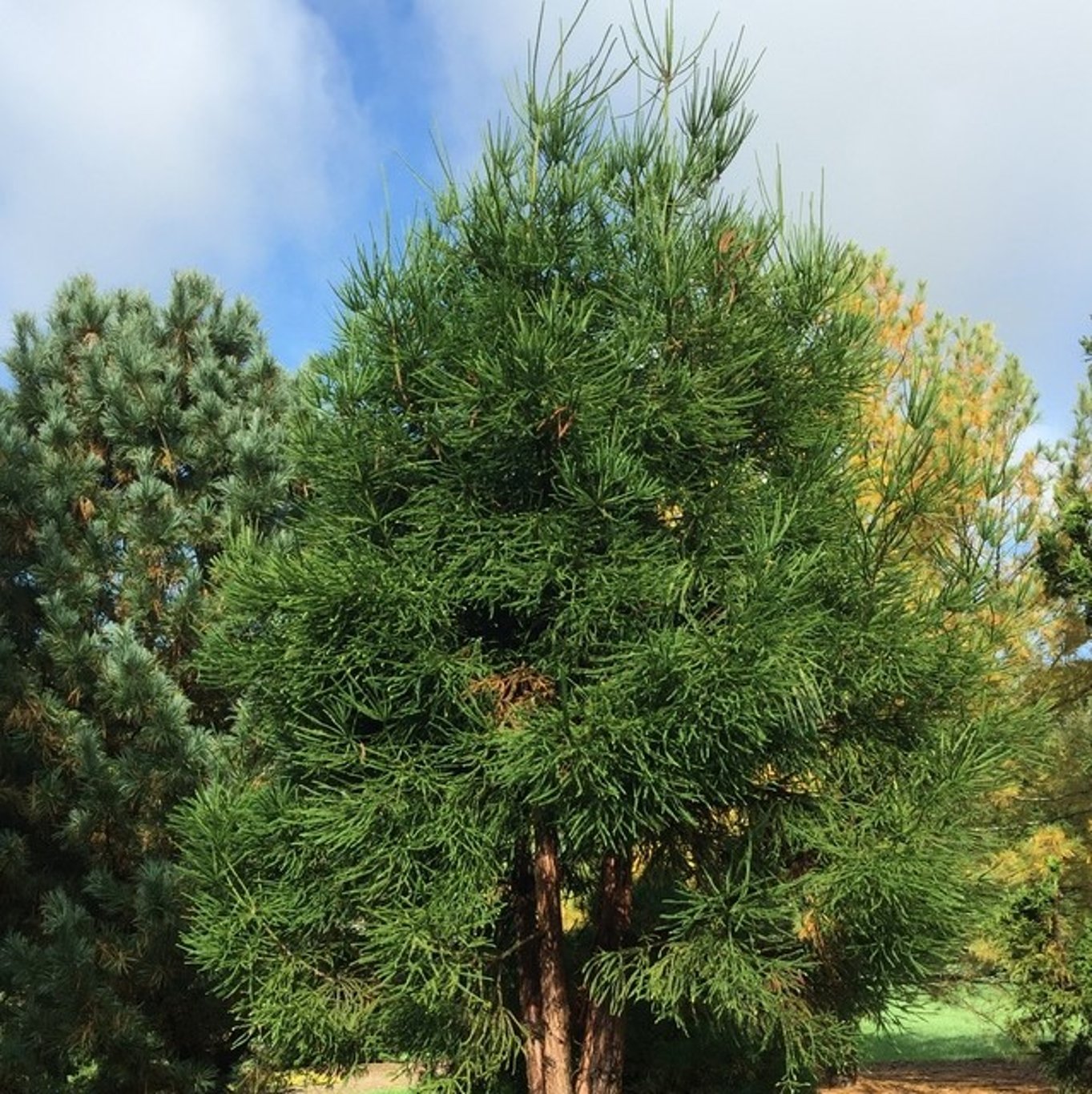Cryptomeria j. 'Dacrydioides' - C5 30-40 CM